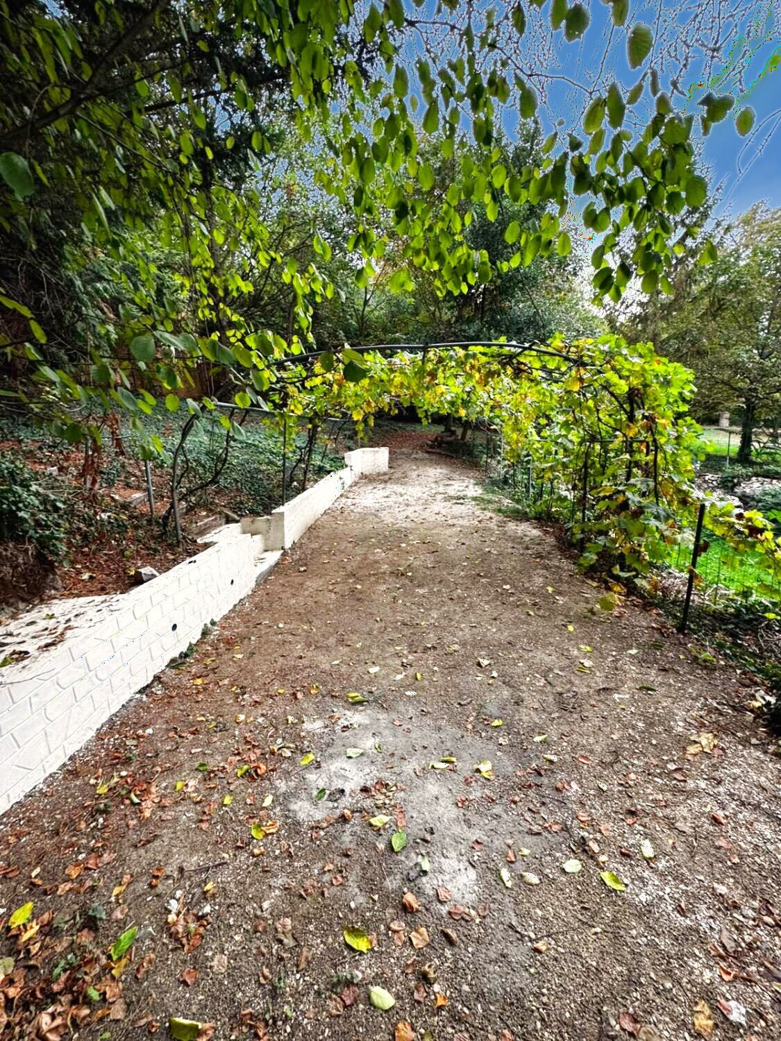 Allée sous la tonnelle de vigne